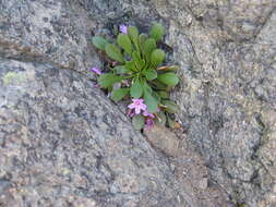 Image of alpine springbeauty