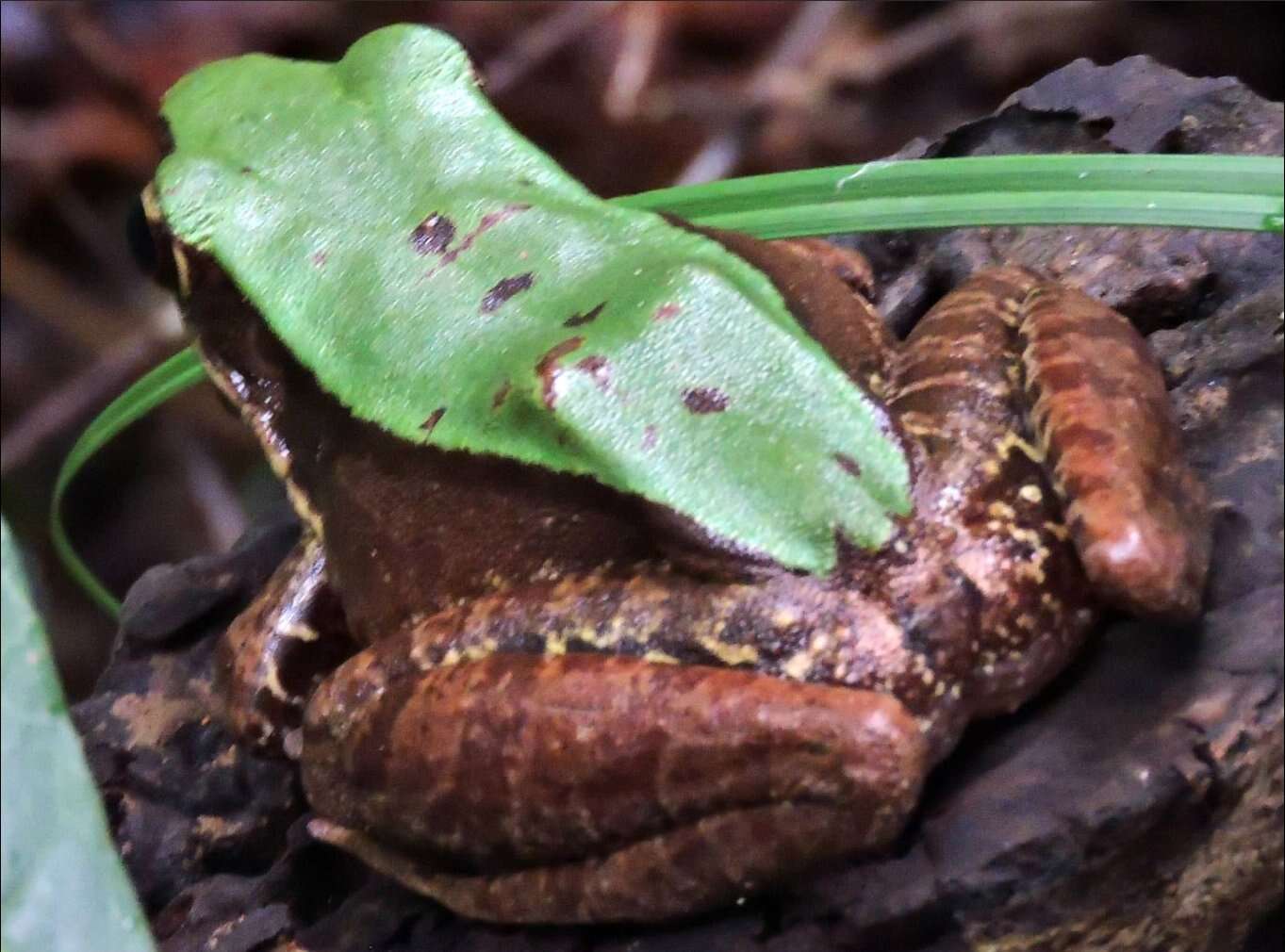 Image of large odorous frog