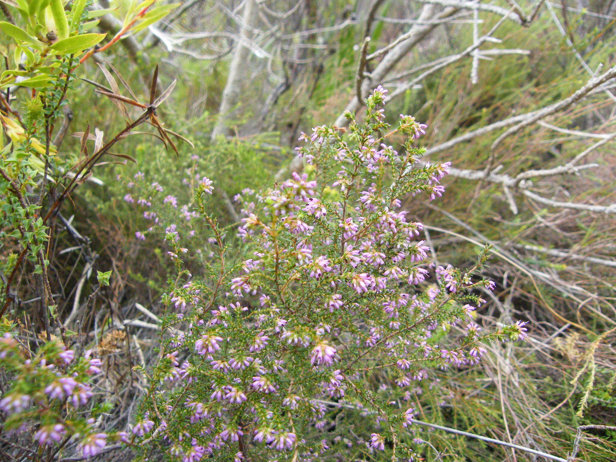 Plancia ëd Erica glabella subsp. glabella