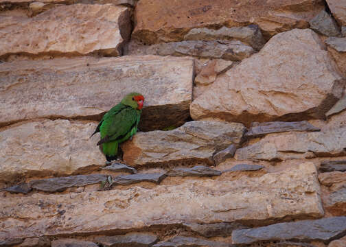 Image of Black-winged Lovebird