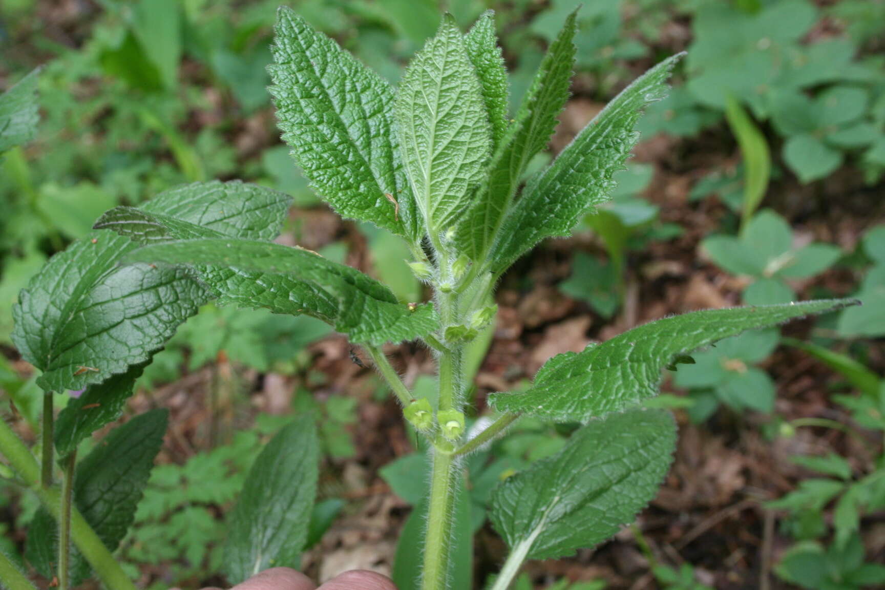 Image of Melittis melissophyllum subsp. carpatica (Klokov) P. W. Ball