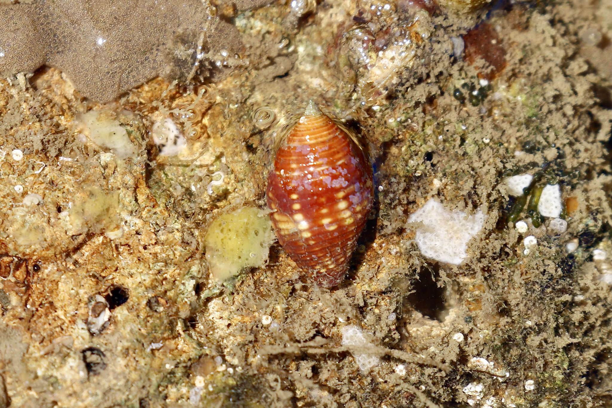 Image of Pseudonebularia cucumerina (Lamarck 1811)