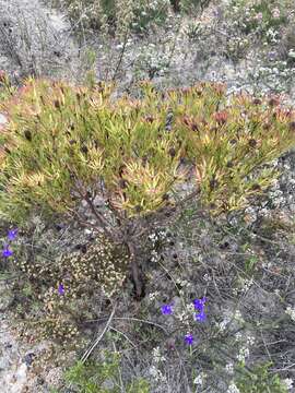 Image of Leucadendron modestum I. Williams