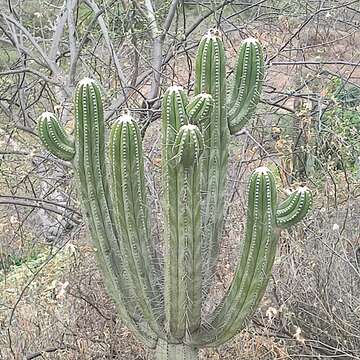 Imagem de Browningia pilleifera (F. Ritter) Hutchison