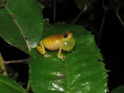 Image of Koechlin's Treefrog