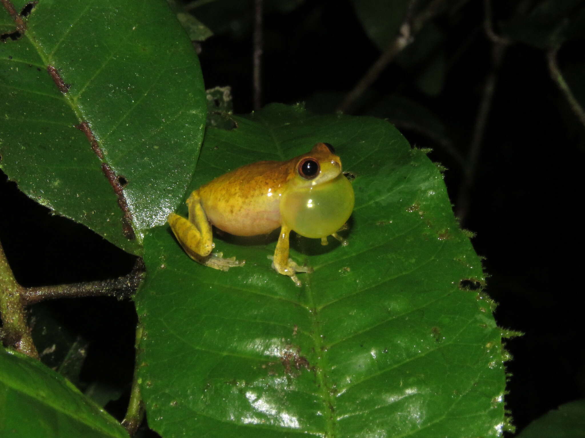 Image of Koechlin's Treefrog