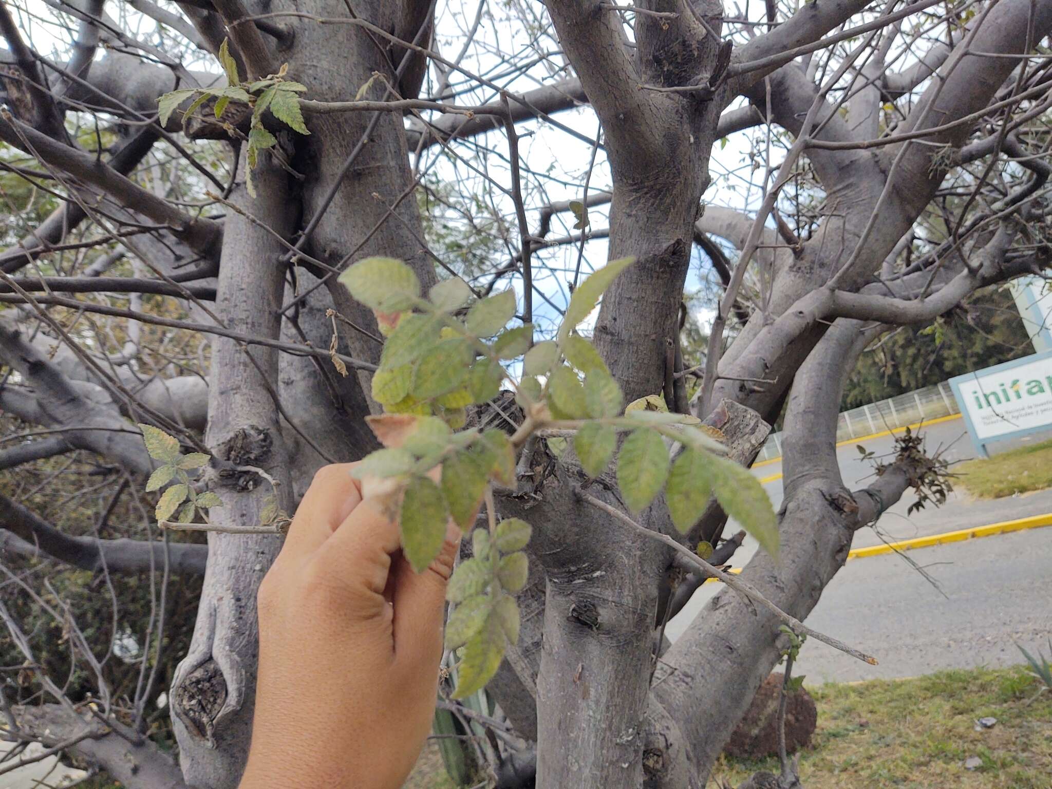 Image de Bursera palmeri S. Wats.