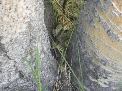 Image of Northern Alligator Lizard