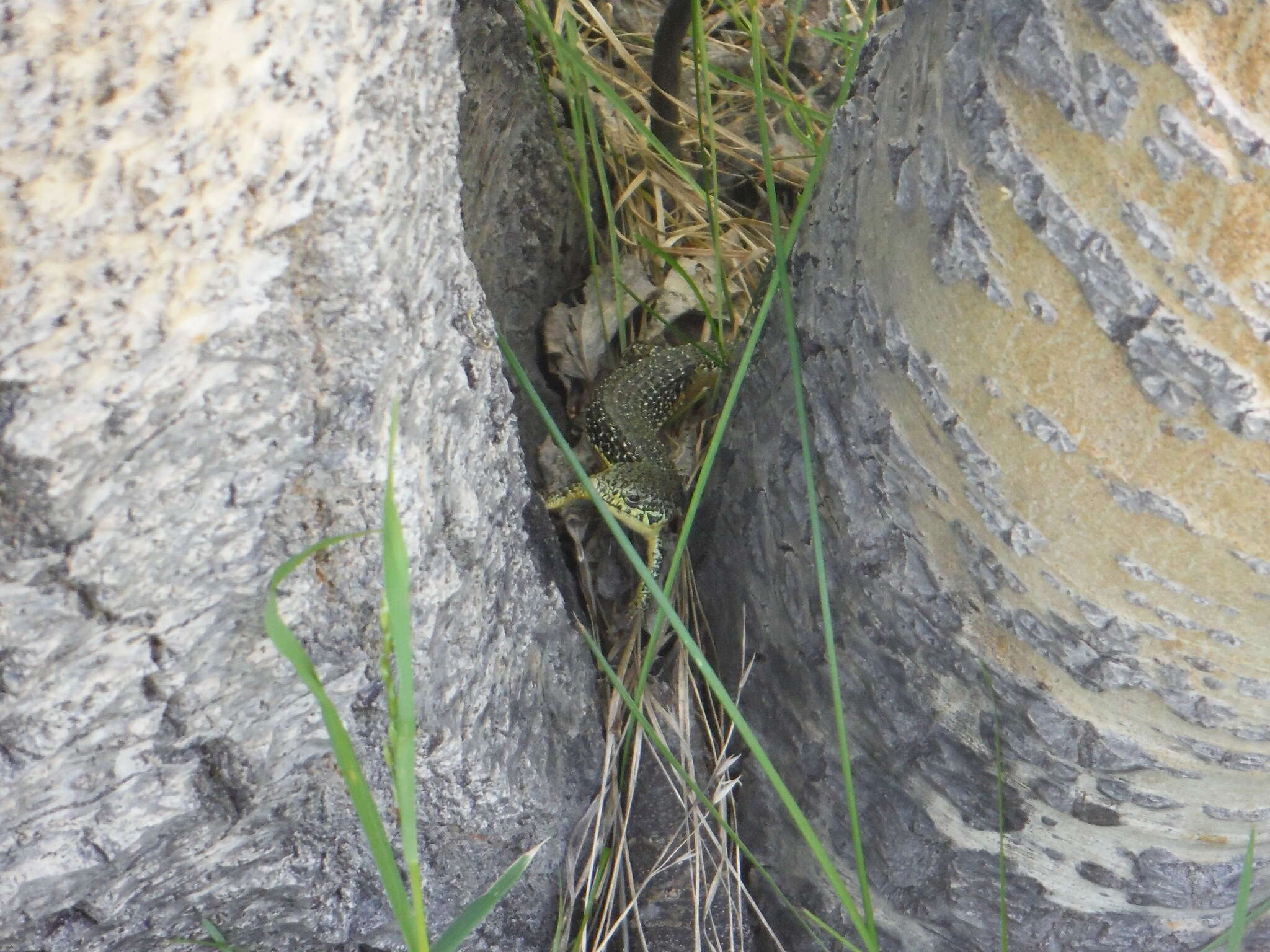 صورة Elgaria coerulea palmeri (Stejneger 1893)