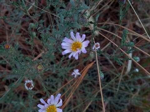 Image of Symphyotrichum moranense (Kunth) G. L. Nesom