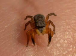 Image of Euophrys kataokai Ikeda 1996