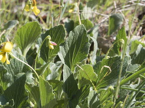 Image of goosefoot violet