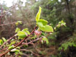 Image de Vaccinium alaskaense Howell