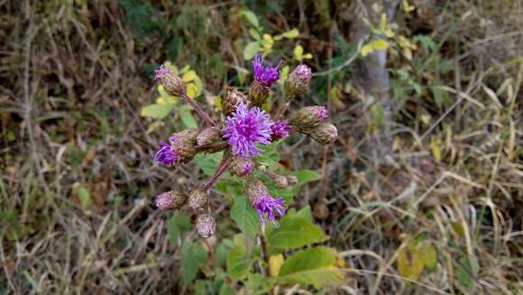 Image of Vernonia karvinskiana DC.