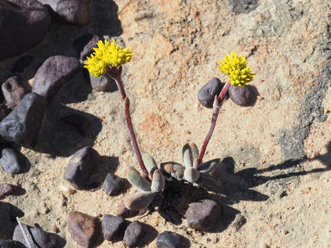 Crassula namaquensis subsp. lutea (Schönl.) Tölken resmi