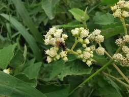 Image of Parthenium fruticosum Less.