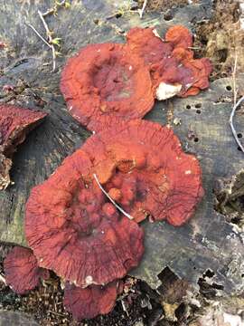 Ganoderma sessiliforme Murrill 1912的圖片