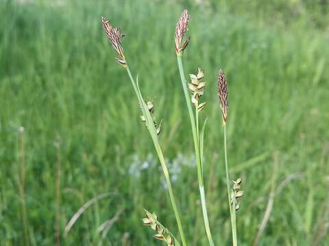 Image of carnation sedge