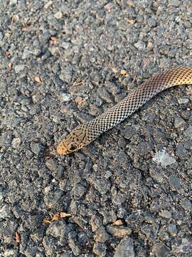 Image of Black whip snake