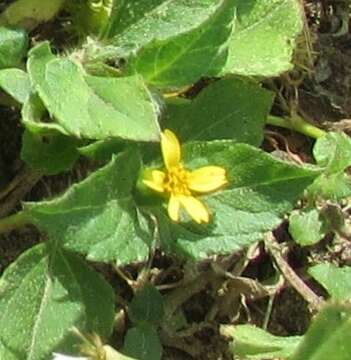 Calyptocarpus resmi