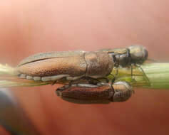 Imagem de Dinocephalia leucogaster Bellamy 1988