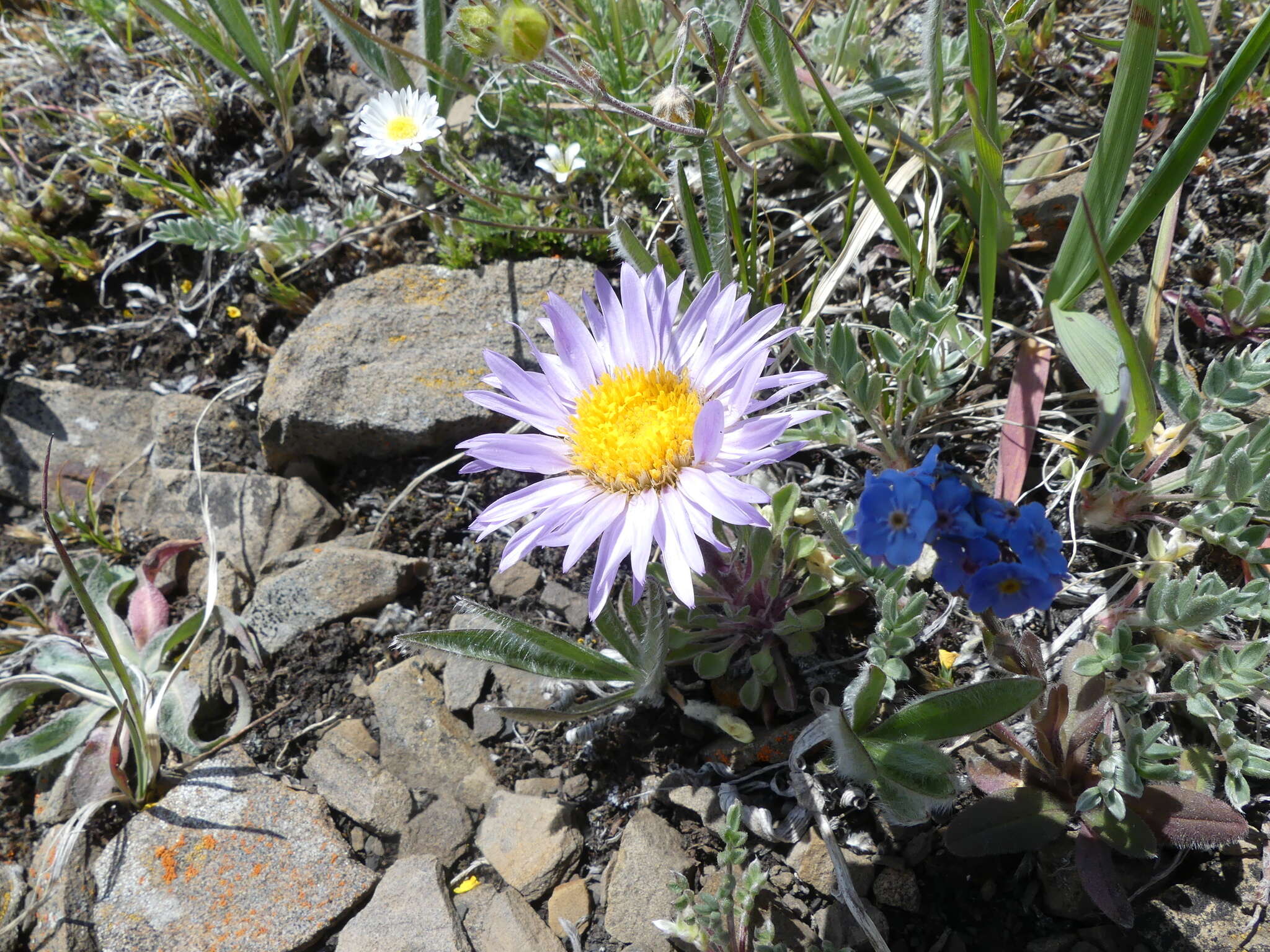 Image of Parry's Townsend daisy