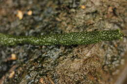 Image of Parazoa