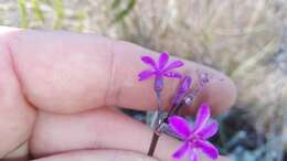 Tulbaghia violacea subsp. violacea resmi