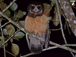 Image of Tawny-browed Owl