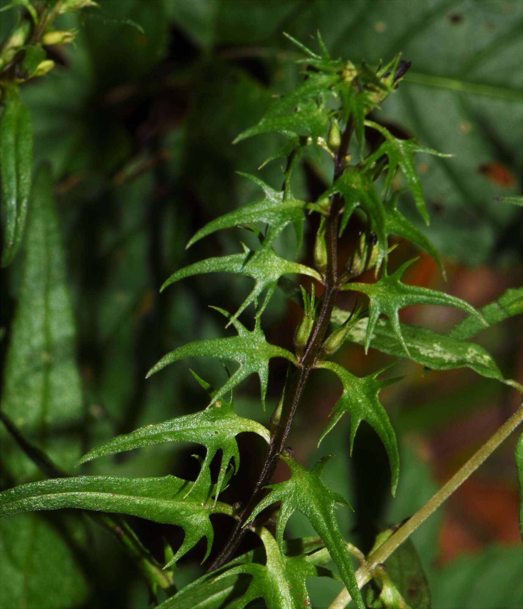 Image of Melampyrum pratense subsp. commutatum (Tausch ex A. Kern.) C. E. Britton