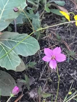 Image of Cosmos linearifolius (Sch. Bip.) Hemsl.