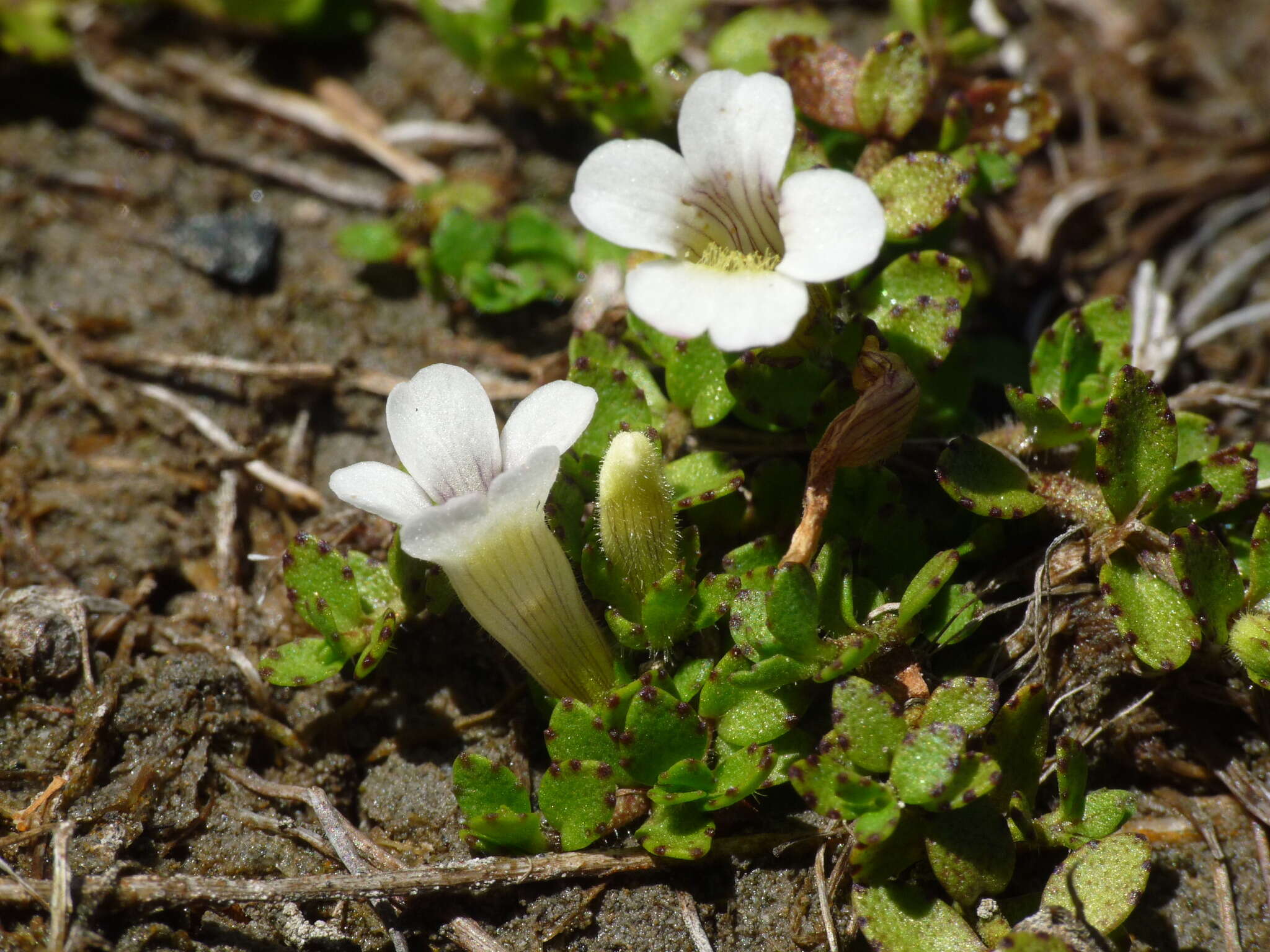 Image of Gratiola concinna Colenso