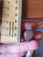 Image of scaly dogwhelk