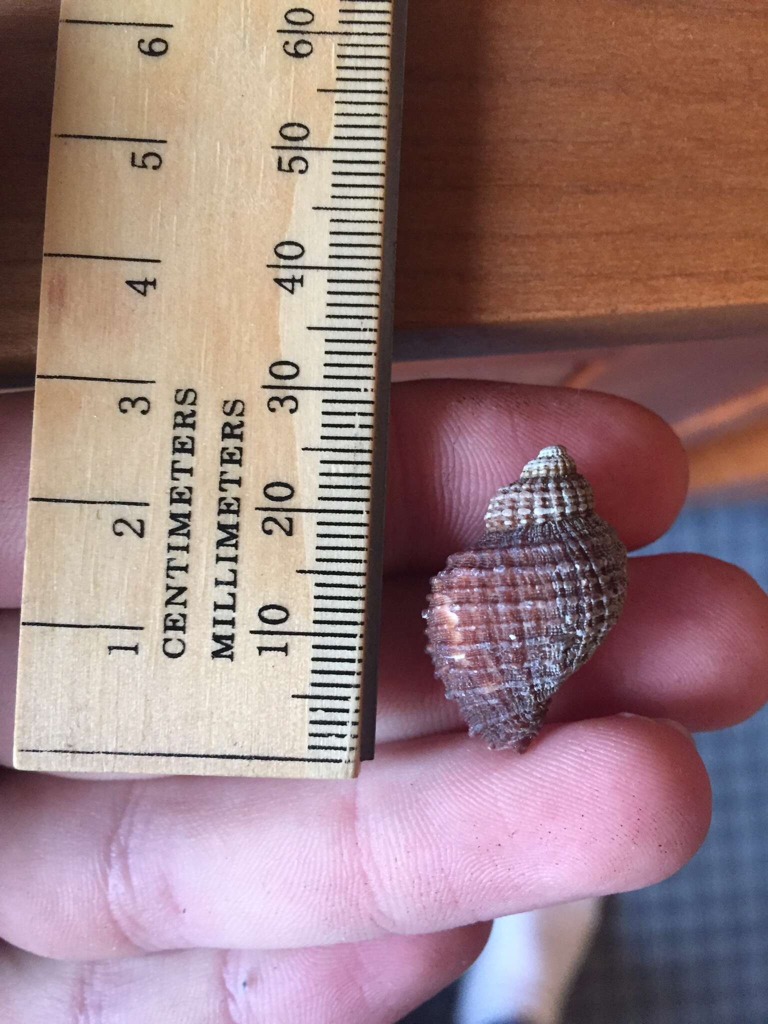 Image of scaly dogwhelk