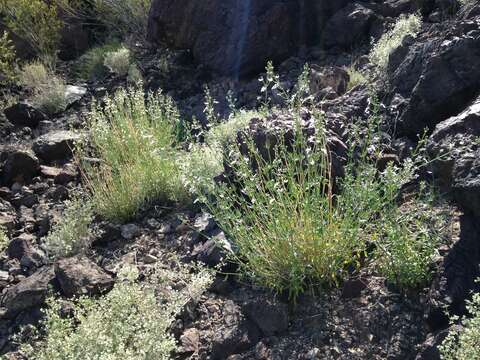 Sivun Teucrium glandulosum Kellogg kuva