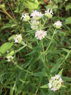 Image of Pycnanthemum torreyi Benth.