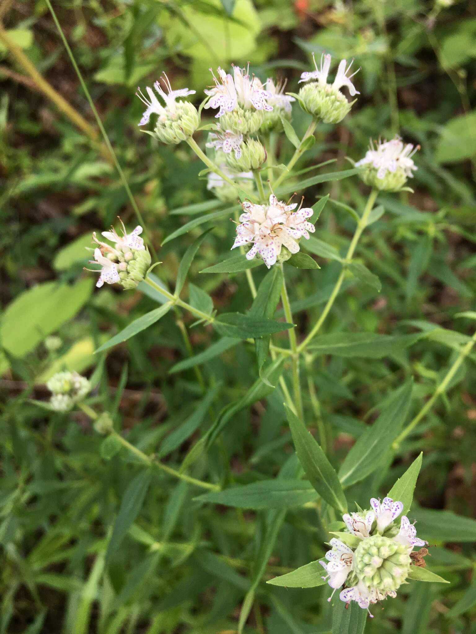 Image de Pycnanthemum torreyi Benth.