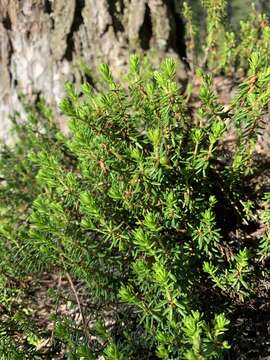 Image of black crowberry