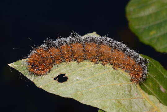 Image of Frosted Dagger Moth