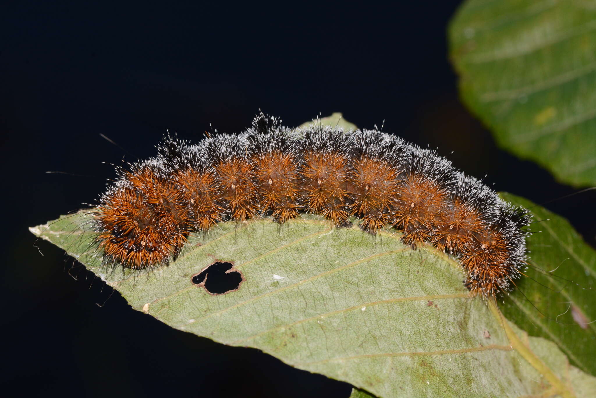 Acronicta hastulifera Smith & Abbot 1797的圖片