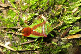 صورة Acanthosoma haemorrhoidale (Linnaeus 1758)