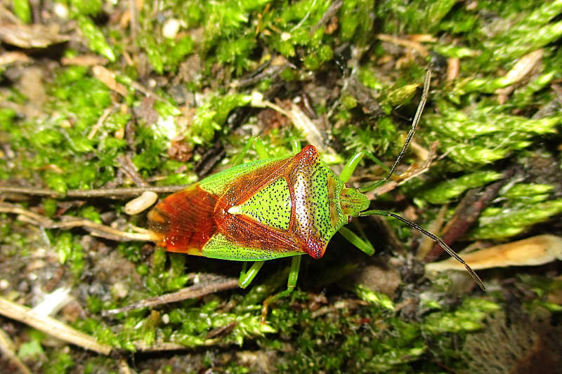 صورة Acanthosoma haemorrhoidale (Linnaeus 1758)