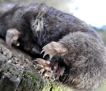 Image of Fynbos Golden Mole