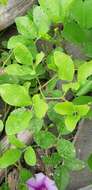 Image of notched cowpea