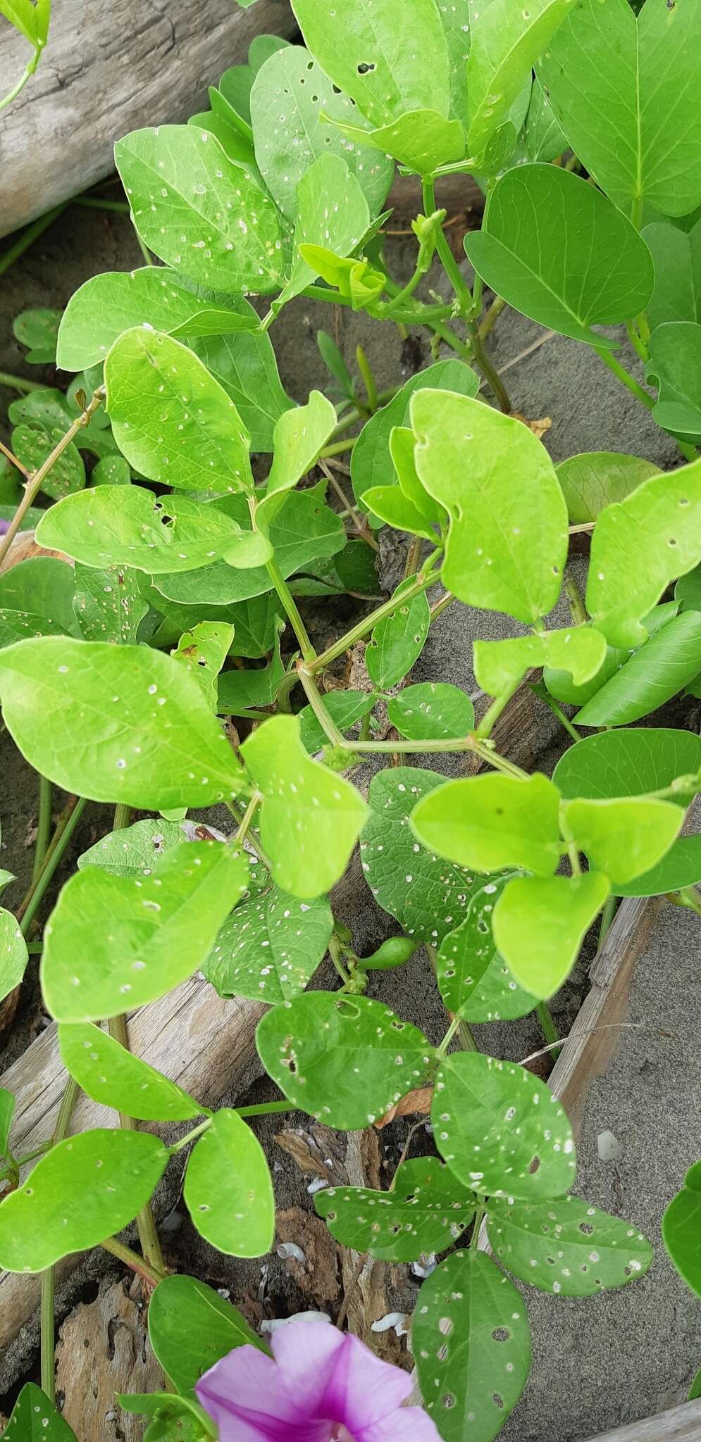 Image of notched cowpea