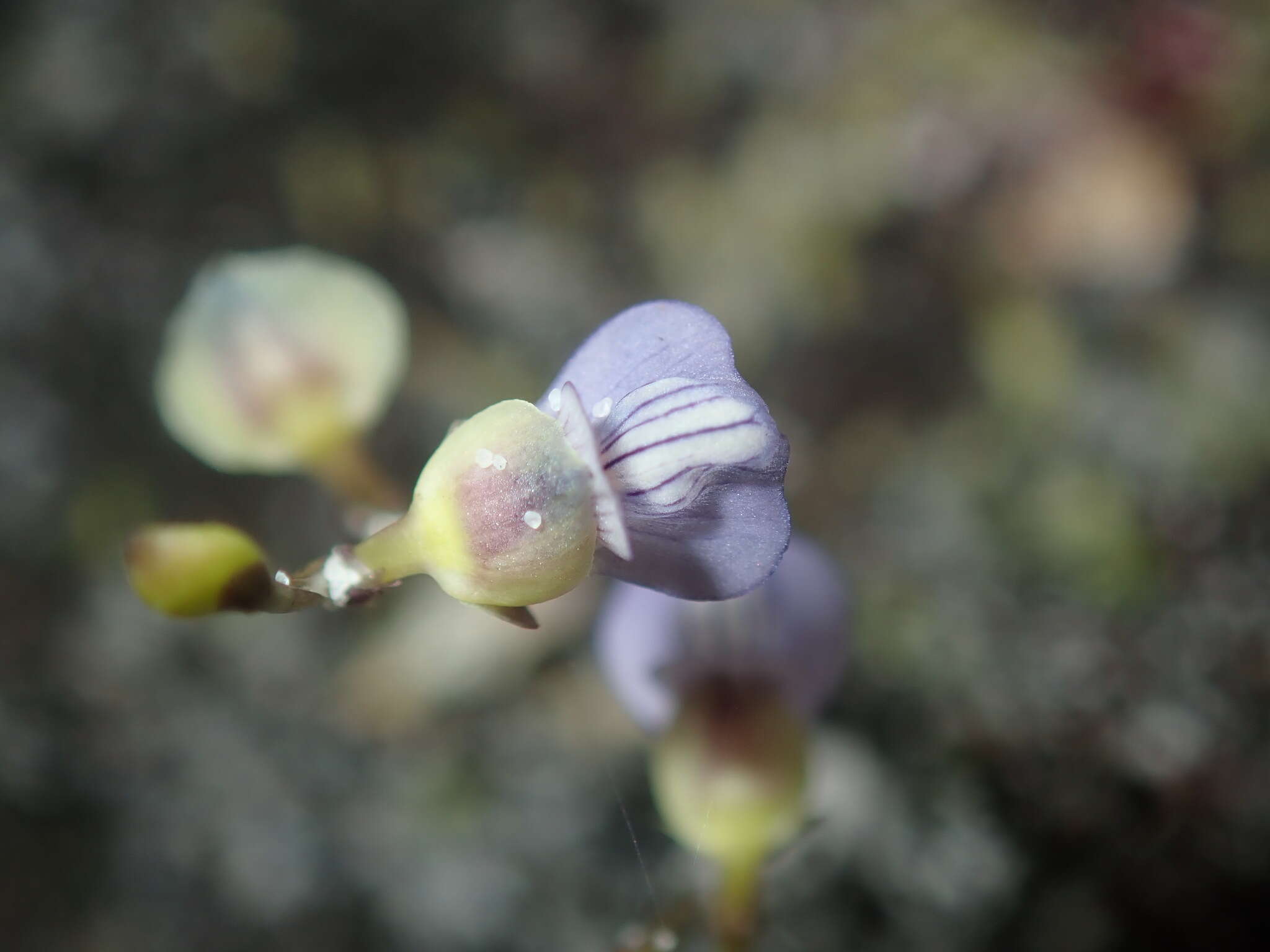 Image of bladderwort