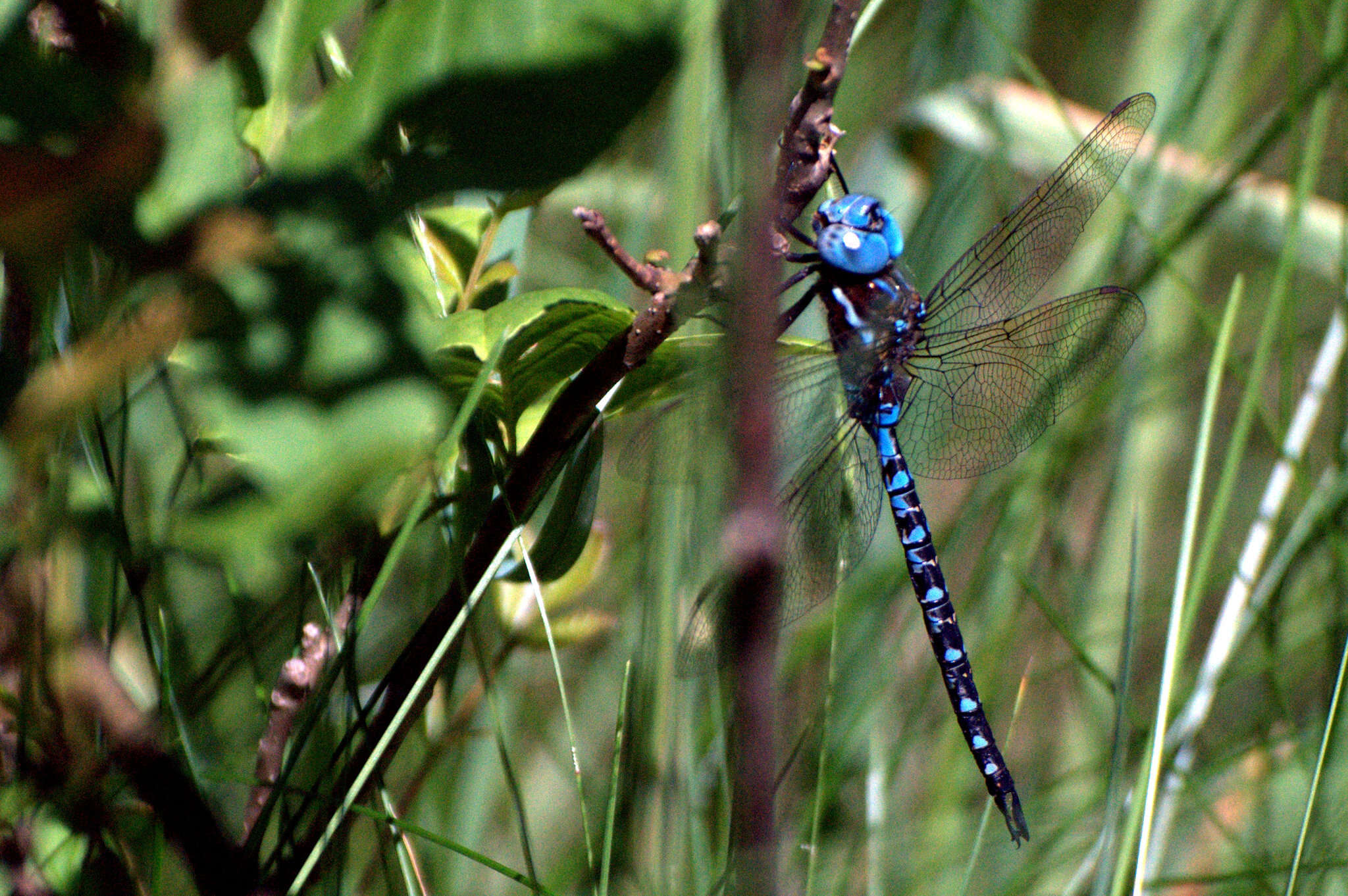 Image of Spatterdock Darner