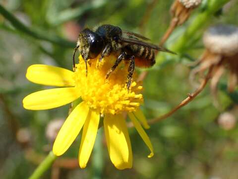 Imagem de Megachile versicolor Smith 1844