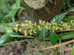 Image of Carex cruciata Wahlenb.