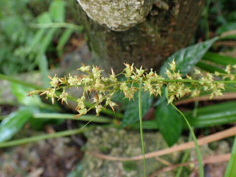 Imagem de Carex cruciata Wahlenb.